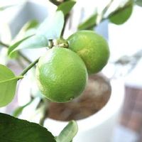 ライムの育て方 収穫時期や剪定方法は 鉢植え栽培もできる Greensnap グリーンスナップ