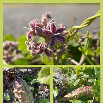 ガガイモの投稿画像一覧 Greensnap グリーンスナップ