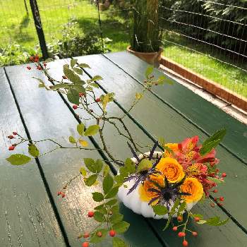 スプレーローズ♡︎ʾʾの画像 by sasukemama(Tomoko Henty）さん | 広い庭とフレッシュフラワーアレンジメントとエリンジウム✳︎とスプレーローズ♡︎ʾʾと生け花のある暮らしと緑のある暮らしと秋のアレンジメントと花のある暮らしとアメリカ在住とアルストロメリア～と生け花とシーホーリーとワイルドローズの実