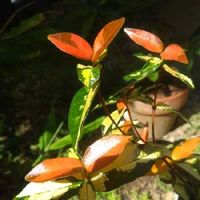 テイカカズラの育て方 植え付け時期は 毒を持っている Greensnap グリーンスナップ テイカカズラの育て方 植え付け時期は 毒を持っている Greensnap グリーンスナップ