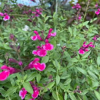 ピンクセージの投稿画像一覧 Greensnap グリーンスナップ