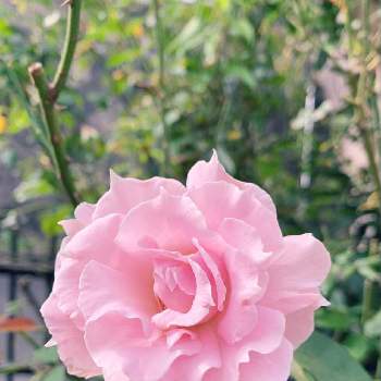 ラマリエの画像 by エリカさん | 小さな庭とスマホ撮影と薔薇愛同盟と薔薇好きとありがとう❤️とおうち園芸と嬉しい♡とピンクのお花とナチュラルスタイルと花のある暮らしとかわいいな♡と秋の花とラマリエ