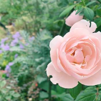 アンブリッジローズの画像 by ツキさん | 小さな庭とアンブリッジローズと宿根草の庭とばら バラ 薔薇とナチュラルガーデンとおうち園芸とイングリッシュガーデンとイングリッシュ・ローズとガーデニングと小さな小さな庭