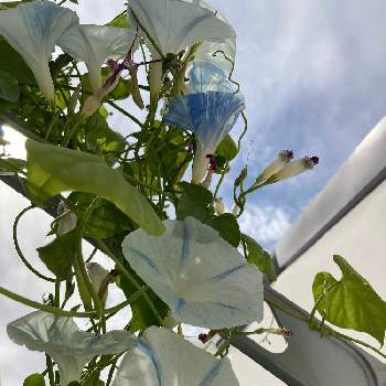 西洋朝顔 フライングソーサーの投稿画像一覧 Greensnap グリーンスナップ