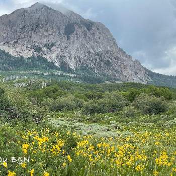 アメリカ コロラドの画像 by noripさん | お出かけ先と山野草と一眼レフとロッキー山脈とアメリカ コロラドと 野花とルドベキア*と山道と自然大好きと気分爽快