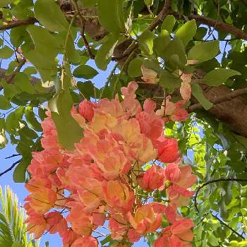 レインボーシャワーツリーの投稿画像一覧 Greensnap グリーンスナップ レインボーシャワーツリーの投稿画像一覧 Greensnap グリーンスナップ