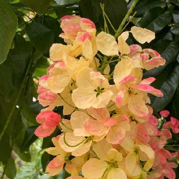 レインボーシャワーツリーの投稿画像一覧 Greensnap グリーンスナップ レインボーシャワーツリーの投稿画像一覧 Greensnap グリーンスナップ