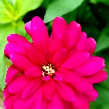 愛らしい花形の画像 by Yume cafeさん | 小さな庭とジニア・ザハラと愛らしい花形と風に揺れるとピンクのお花とジニア♪とあぁ、うっとり♡とか〜わい〜