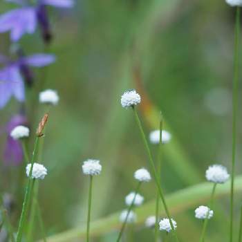 シラタマホシクサの画像 by 39goenさん | シラタマホシクサと自然と森歩きと森好きと植物好きと花好きと湿地植物と花のある暮らし