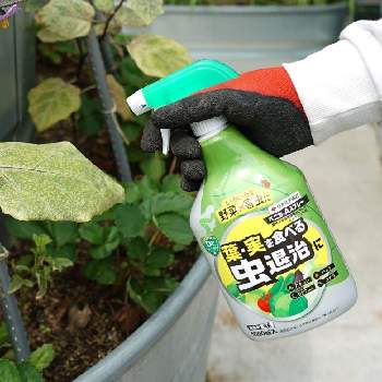 虫対策の投稿画像一覧 Greensnap グリーンスナップ