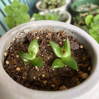 ハワイの投稿画像一覧 Greensnap グリーンスナップ