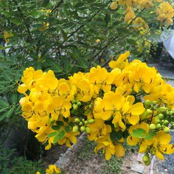 カッシアの投稿画像一覧 Greensnap グリーンスナップ