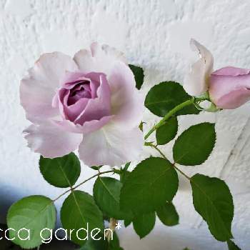 バラの新苗の画像 by りっか *ricca*さん | 小さな庭とバラ リラと咲きましたとGS日和とおうち園芸とバラの新苗と花のある暮らし