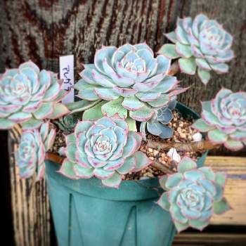 夏越しできた多肉の投稿画像一覧 Greensnap グリーンスナップ 夏越しできた多肉の投稿画像一覧 Greensnap グリーンスナップ