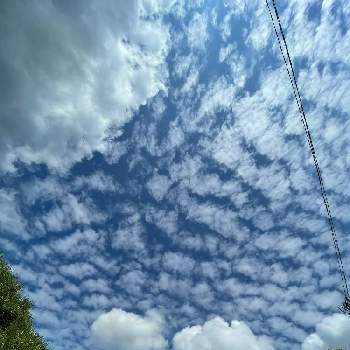 くもの画像 by ひろみさん | 広い庭とくもと今日の空とくも☁と雲仲間