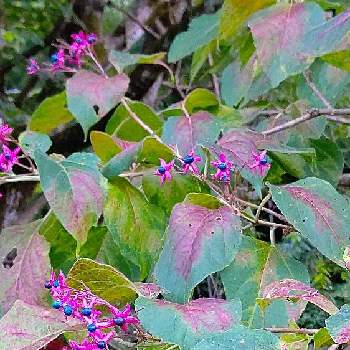 野山の植物の画像 by satsuki＆mei_kachan(noriko)さん | お出かけ先とくさぎの実とくさぎと野山の植物とお花大好き♡と犬の散歩コースと新潟県と秋の風景