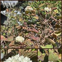 オオデマリ 大手毬 の育て方 剪定は必要 鉢植えより地植えがいい Greensnap グリーンスナップ