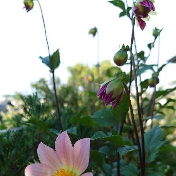 ガーデンダリアの画像 by 更紗(さら)さん | 小さな庭とガーデンダリアとうちの庭の草花と植中毒とピンクのお花とガーデニングと花のある暮らし