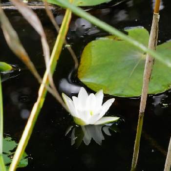 ヒツジグサの画像 by 39goenさん | ヒツジグサと自然と森歩きと植物好きと花好きと湿地植物と花のある暮らしと草花大好き