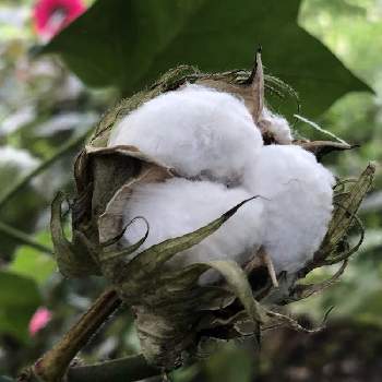 綿の実の画像 by グミマルさん | 花のある暮らしと緑のある暮らしと綿の実