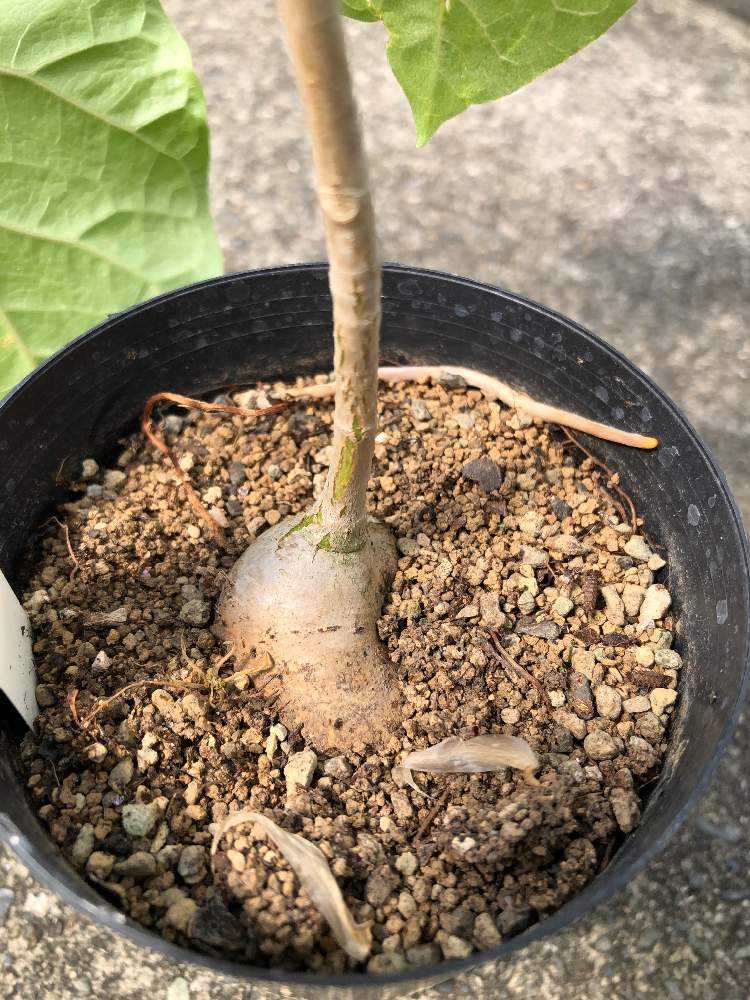 フィカス ペティオラリス 7寸鉢植え *葉が痛んでいる場合が フィカス ペティオラリス 7寸鉢植え *葉が痛んでいる場合が