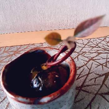 アボカド 水栽培の画像 by まりりんさん | 窓辺とアボカド 水栽培とおうち園芸