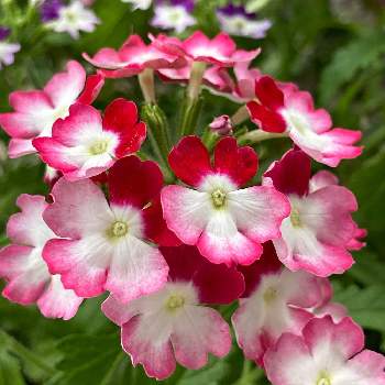 バーベナ ラナイの投稿画像一覧 Greensnap グリーンスナップ