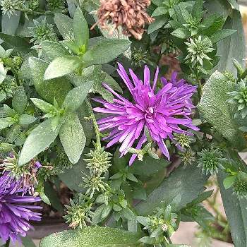 宿根アスター ビクトリアの投稿画像一覧 Greensnap グリーンスナップ