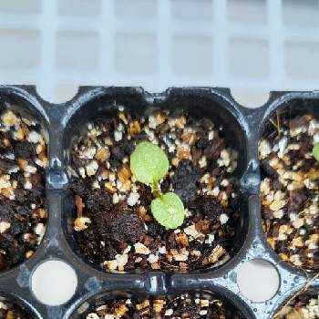 パンジー発芽の投稿画像一覧 Greensnap グリーンスナップ