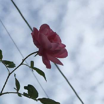 薔薇 ラレーヌ ビクトリアの投稿画像一覧 Greensnap グリーンスナップ