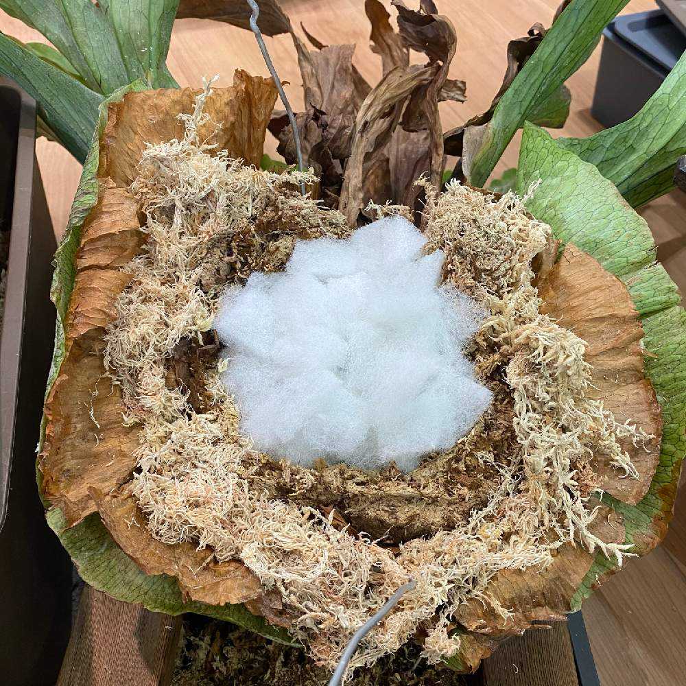 P. superbum ☆ 成長記録 2021.9.28 🔚｜🍀GreenSnap（グリーンスナップ）