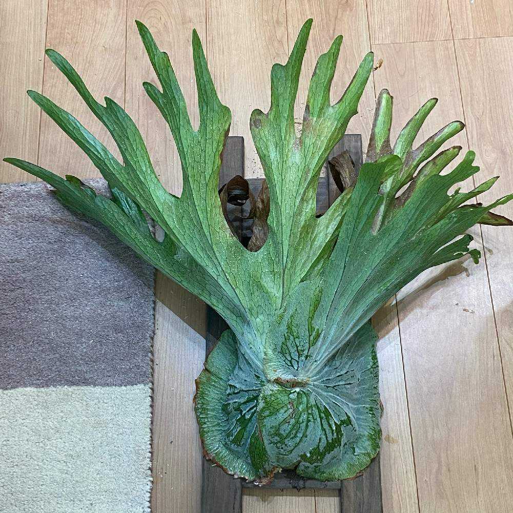 P. superbum ☆ 成長記録 2021.9.28 🔚｜🍀GreenSnap（グリーンスナップ）