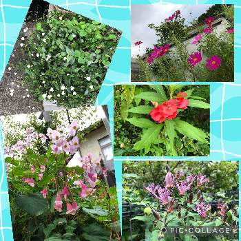 秋海棠の画像 by makoさん | 小さな庭とコスモスとブライダルベールと秋海棠とホウセンカとホトトギスと花いろいろ