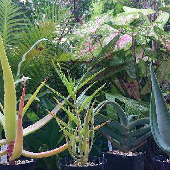 bota's Aloeの画像 by botanicallifeさん | バルコニー/ベランダとアロエ　カスタネアとアロエ メガラカンサとアロエ スピカータとアロエ・テヌイオールとアロエ属とプラントハント収穫記録2021botaとbota's Aloeとアロイデンドロン属とあいとう松田農園