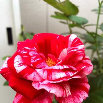薔薇 センチメンタルの画像 by harukazeさん | 小さな庭と薔薇 センチメンタルと鉢植えとおうち園芸