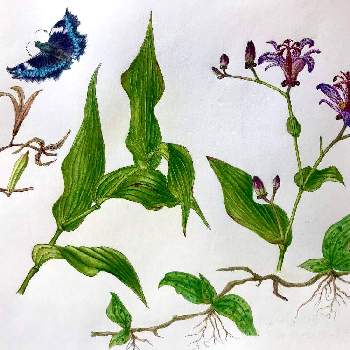 透明水彩画の画像 by hideさん | 小さな庭とボタニカルアートと植物画と植物観察と花と昆虫と生態画と園芸植物と透明水彩画