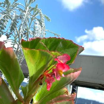 かわいいよ✨の画像 by アリンコさん | バルコニー/ベランダといい天気と癒しと初めての花♡とかわいいよ✨と鉢植え✨と花のある暮らしとベゴニア☆