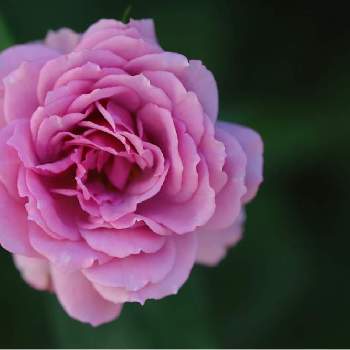 シャドウオブザムーンの画像 by tokitokiさん | 小さな庭とシャドウオブザムーンとバラ・ミニバラとばら バラ 薔薇と水曜ローズショー