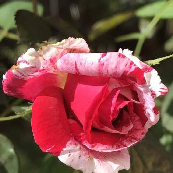 絞り好きの画像 by あきさんさん | 小さな庭とセンチメンタルと薔薇と薔薇 センチメンタルと絞りのバラと薔薇に魅せられてと植中毒と今日のお花と絞り好きと花のある暮らしとばら 薔薇 バラとロザリアンと赤いバラ