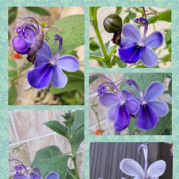 ブルーウイングの花の画像 by こよー2ndさん | 玄関とブルーウイングとブルーウイングの花とクレロデンドルム「ブルーウイング」と我が家のブルーウイング