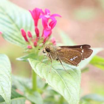 花と蝶々の投稿画像一覧 Greensnap グリーンスナップ