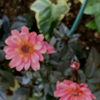 テンジクボタン ダリアの投稿画像一覧 Greensnap グリーンスナップ