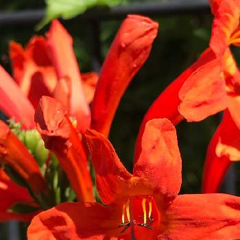 朱色の花の投稿画像一覧 Greensnap グリーンスナップ