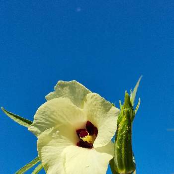 野菜の花の投稿画像一覧 Greensnap グリーンスナップ 野菜の花の投稿画像一覧 Greensnap グリーンスナップ