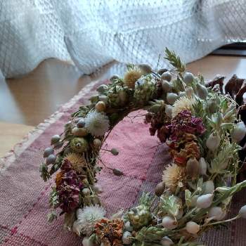 真夏の花の投稿画像一覧 Greensnap グリーンスナップ