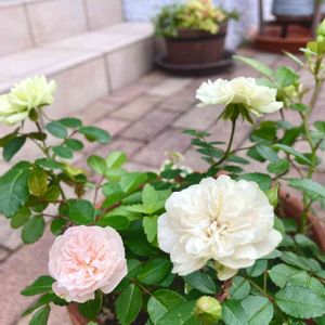 ミニバラ・グリーンアイス,ほんのりグリーン,ほんのり　ピンク,ホワイト❇︎,花のある暮らしの画像