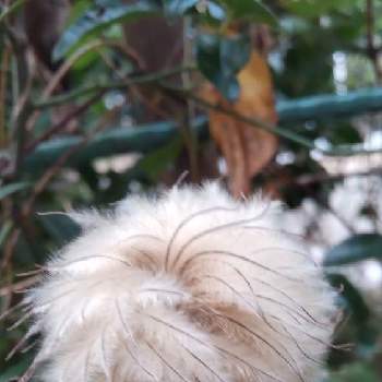 クレマチスの綿毛の画像 by あななさん | 小さな庭と クレマチスとクレマチスの綿毛