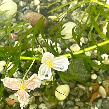 アナカリス(水草)の画像 by アンジュローズ      徳島　阿南さん | アナカリスの花とアナカリスとアナカリス(水草)と庭の花と水槽と田舎の庭