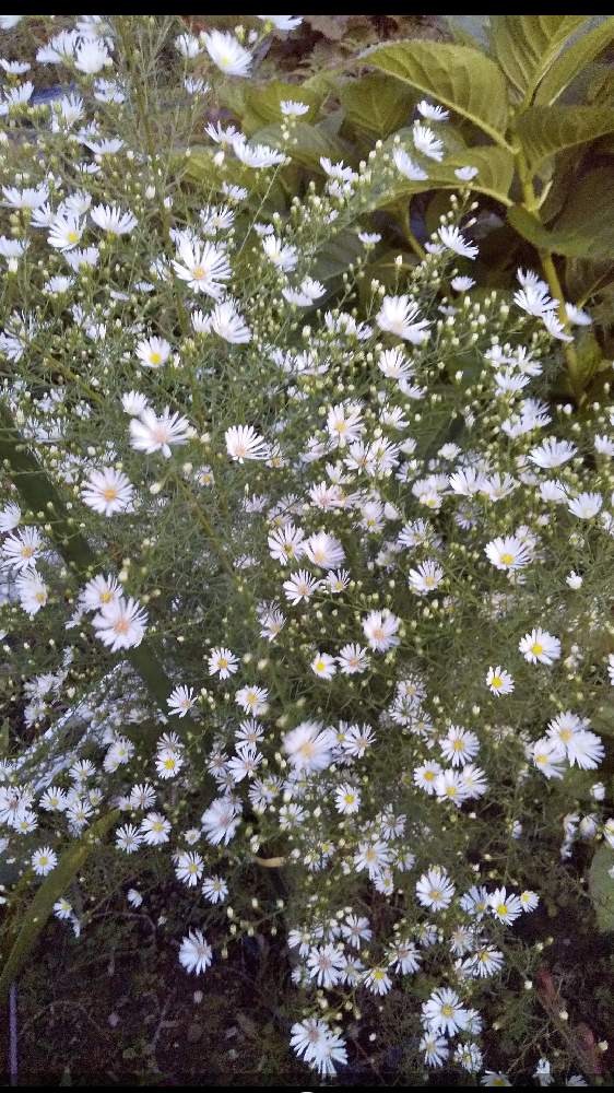 クジャクソウ 孔雀草 の投稿画像 By ノッコちゃんさん 小さな庭と大切な癒やしと可愛い花と池の周りとおきにいり と大好きなお花 と花 のある暮らしと白い花と清楚な花と大切な癒やしと可愛い花と池の周りとおきにいり と大好きなお花 と花のある暮らしと白い花と