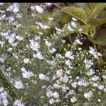 池の周りの画像 by ノッコちゃんさん | 小さな庭とクジャクソウ(孔雀草)と大切な癒やしと可愛い花と池の周りとおきにいり ♡と大好きなお花♡と花のある暮らしと白い花と清楚な花